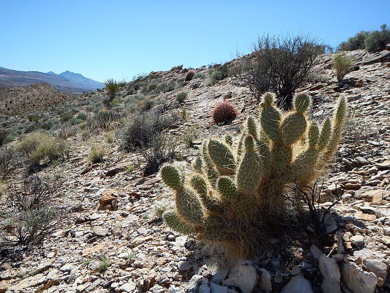 File:Opuntia diploursina NV.jpg