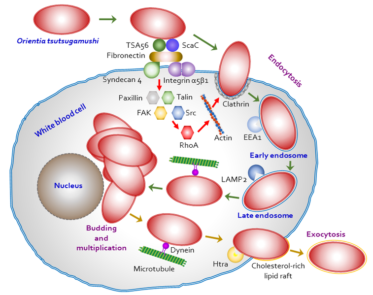 File:Orientia cell invasion.png