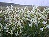 The white locoweed (Oxytropis sericea)