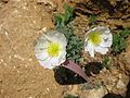 Papaver sendtneri