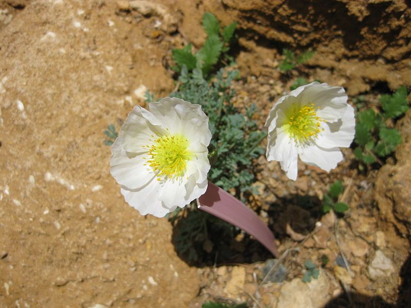 File:Papaver sendtneri 03.jpg