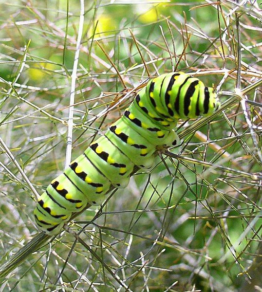 File:Papilio polyxenesw.jpg