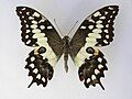 Madagascan emperor swallowtail, Papilio morondavana