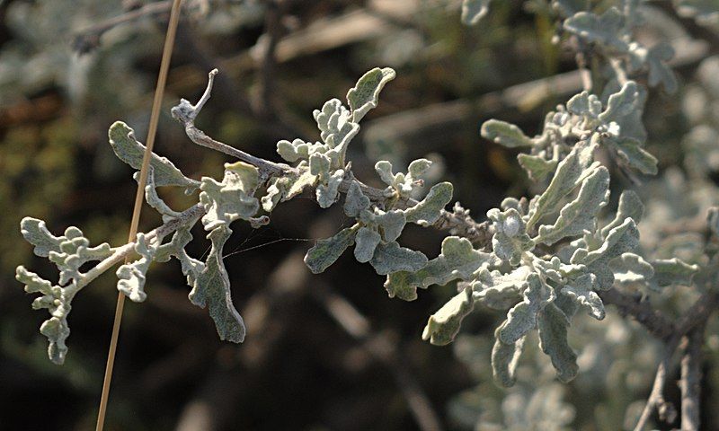 File:Parthenium incanum foliage.jpg