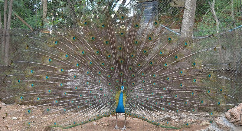 File:Peacock at Karanji.jpg