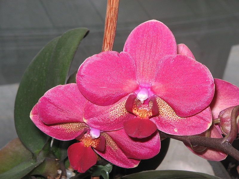 File:Phalaenopsis cv06a.jpg