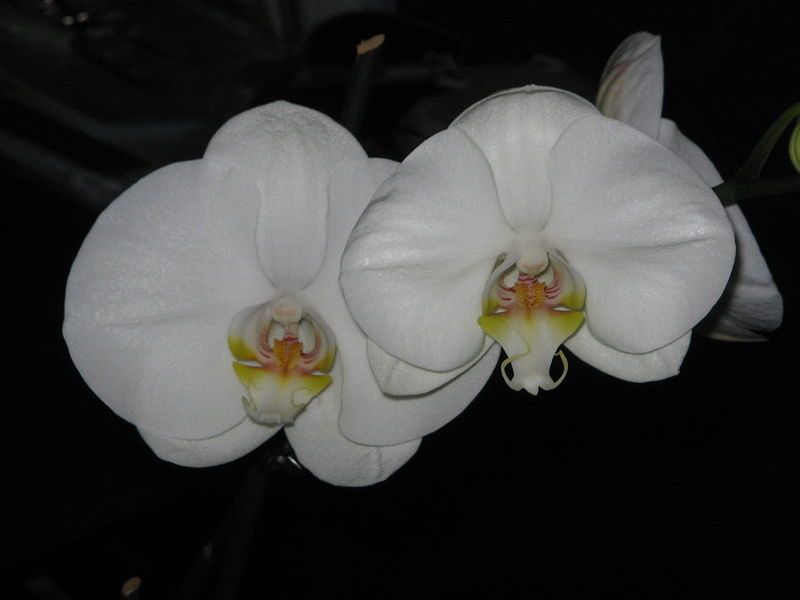 File:Phalaenopsis cv white4.jpg