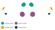 The eye arrangement of spiders in the genus Phonognatha