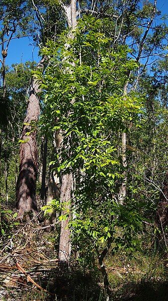 File:Pittosporum ferrugineum.jpg