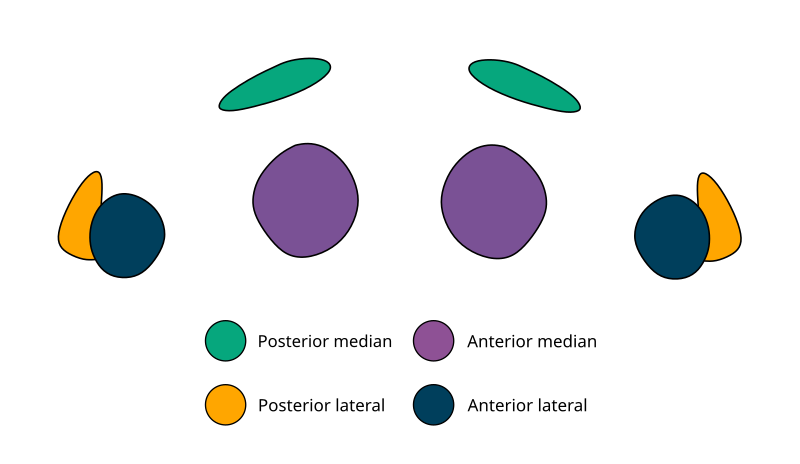 File:Plato eye group.svg