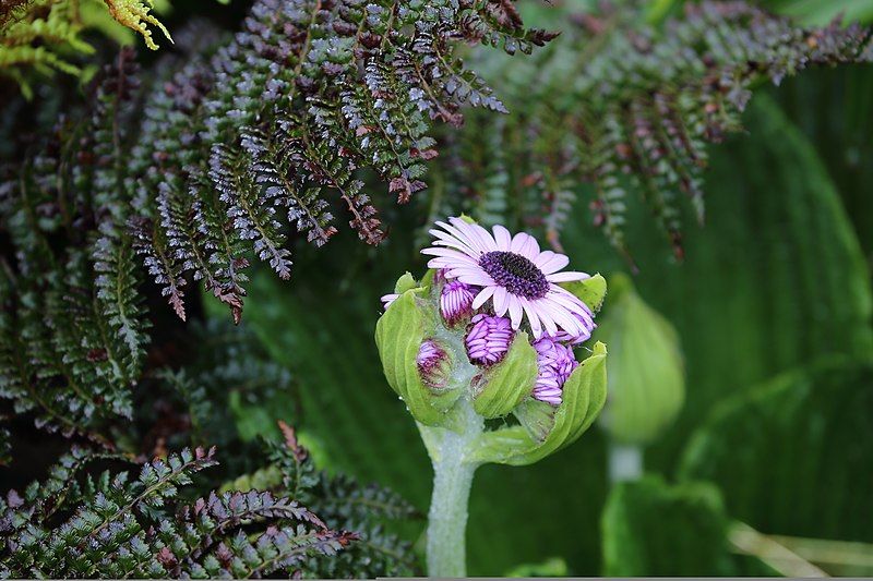 File:PleurophyllumSpeciosum.jpg