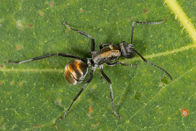 File:Polyrhachis ammon (18675299174).jpg