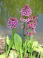 Primula japonica