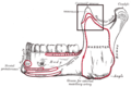 Mandible outer surface (side view; coronoid process labeled at top center)