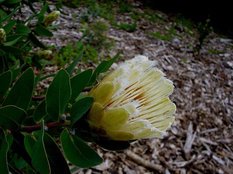 File:Protea mundii flower.jpg