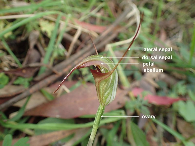 File:Pterostylis abrupta (labelled).jpg