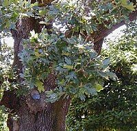 Oregon white oak leaves