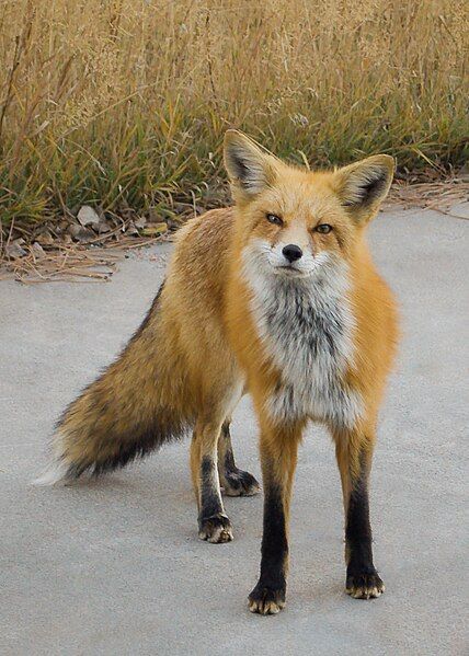 File:Red fox image.jpg