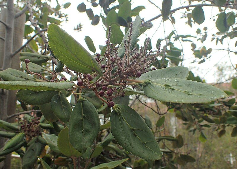 File:Rhamnus glandulosa kz03.jpg