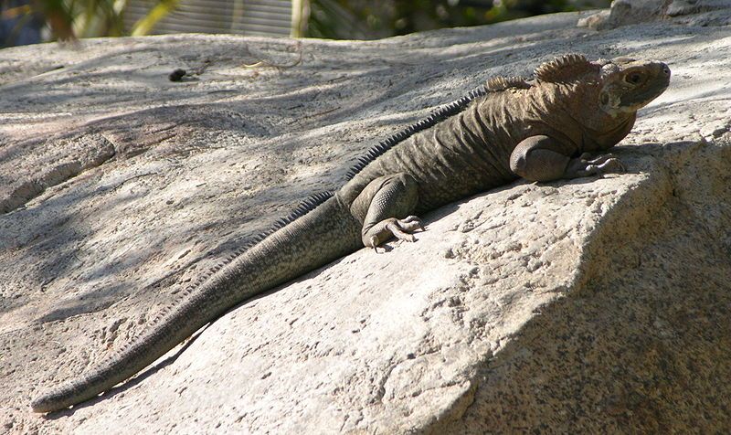 File:Rock Iguana 2640.jpg