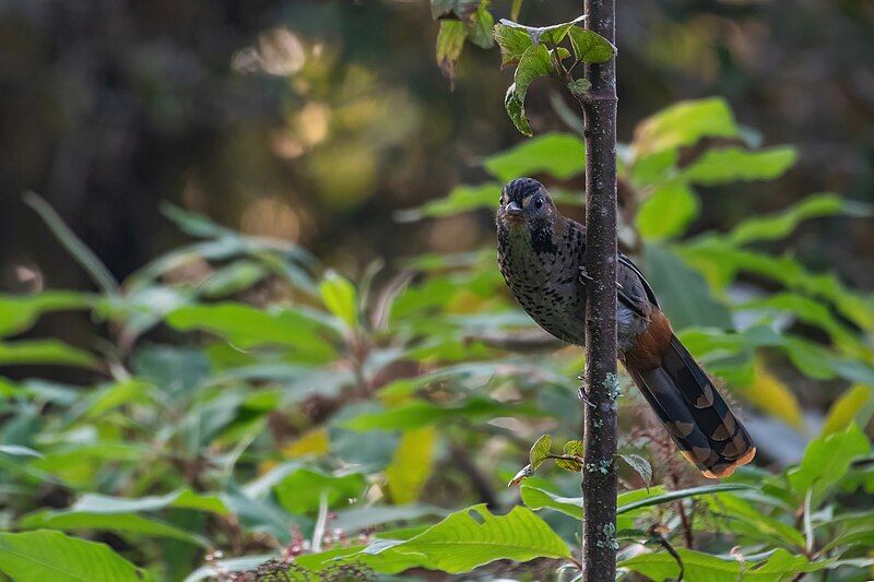 File:Rufous-chinned-Laughingthrush.jpg