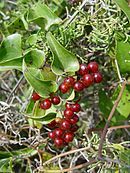 Leaves and berries of Smilax aspera