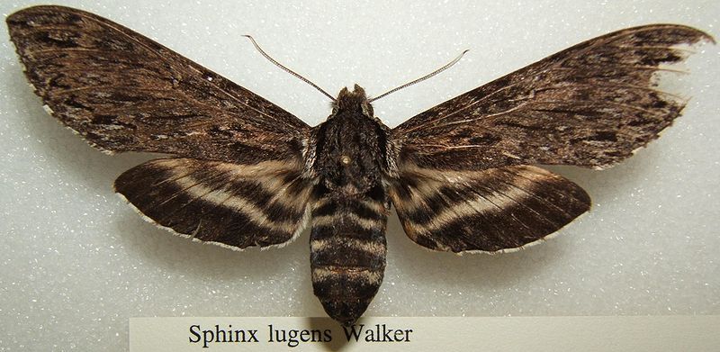 File:Sphinx lugens sjh.JPG