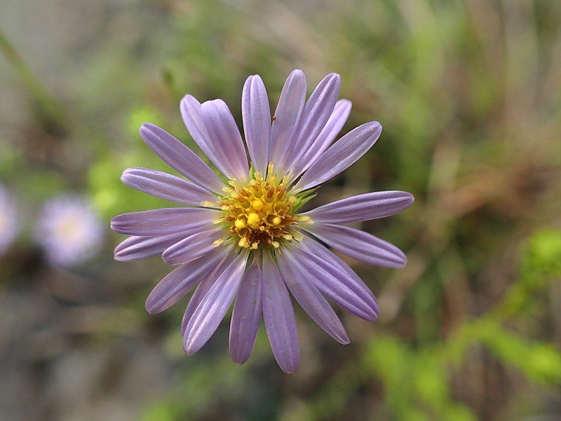 File:Symphyotrichum-kentuckiense-iNaturalist-175471636.jpg