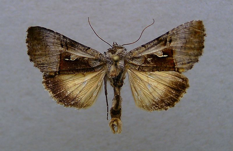 File:Syngrapha diasema 1.jpg