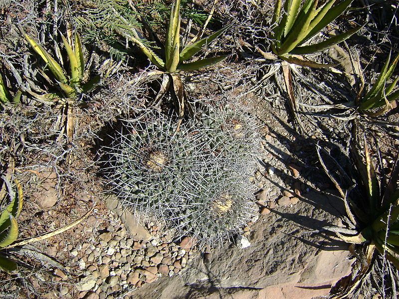 File:Thelocactus rinconensis (5729263819).jpg