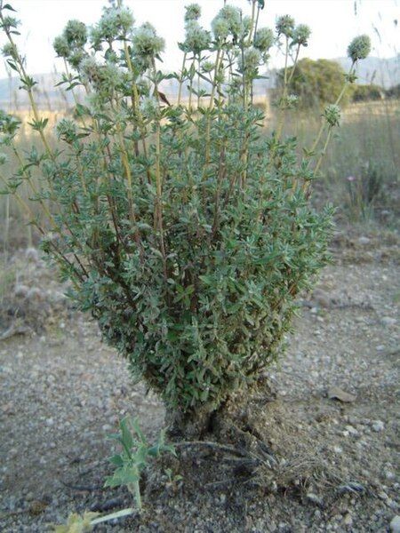 File:Thymus mastichina.jpg