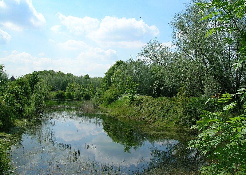 File:TriturusCristatusBreedingPond.JPG