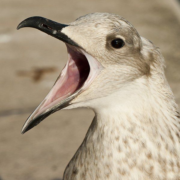 File:Venice seagull mouth.jpg