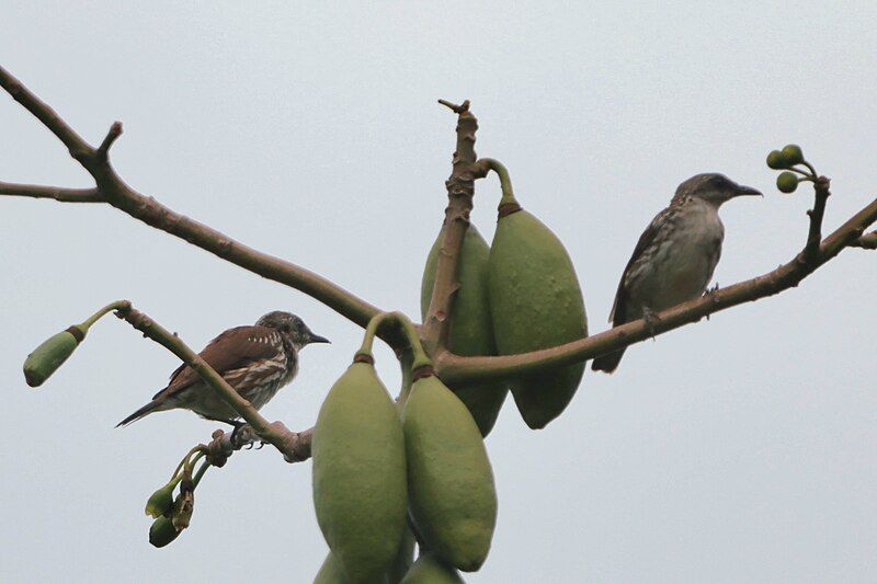 File:Visayan Rhabdornis2.jpg