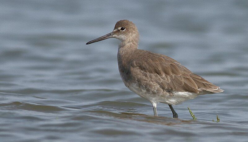 File:Willet-16SEP2017.jpg