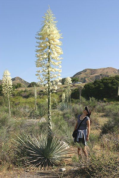 File:Yucca whipplei 2005.jpg