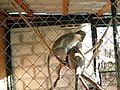 Vervet monkeys