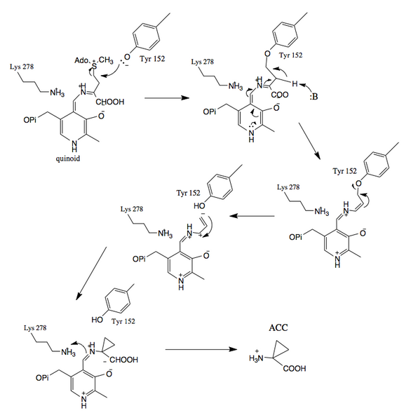 File:ACC synthesis.png