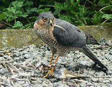 Eurasian sparrowhawk