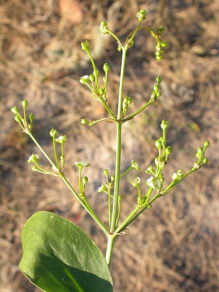 File:Alisma triviale.jpg