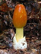 Amanita caesarea 54730