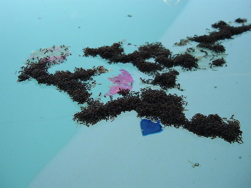 File:AntsFloatingInPool.JPG