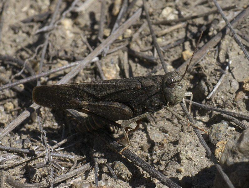 File:Arphia pseudonietana P1530106a.jpg