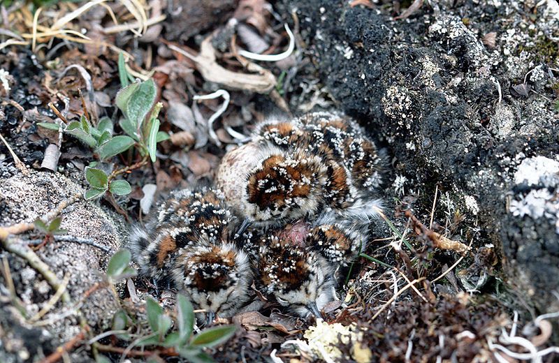 File:Baird's Sandpiper chicks.jpg