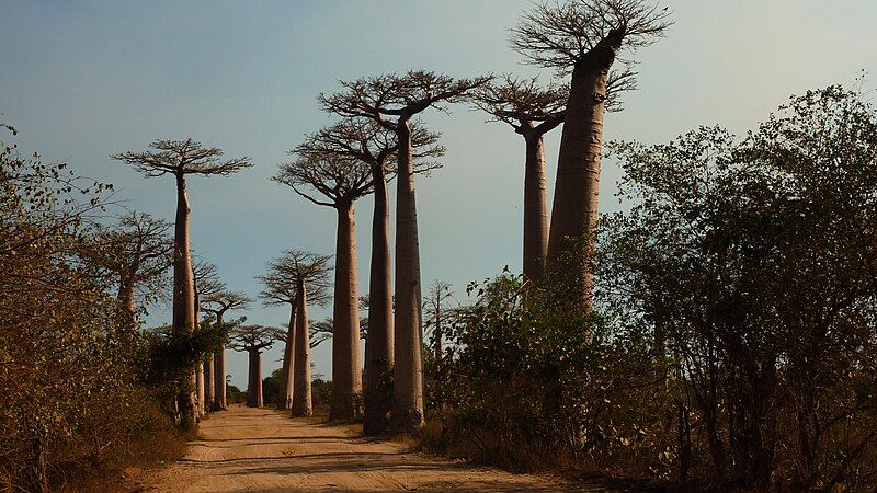 File:Baobab Avenue.JPG