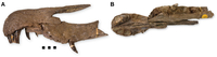 Two photos of a fossilised skull