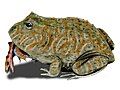 Beelzebufo, Madagascar