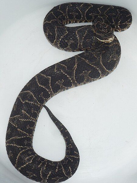 File:Bothrops Jonathani.JPG