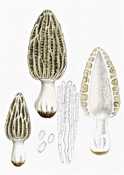 File:Bresadola-Morchella tridentina.png