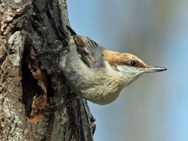 File:Brown-headed Nuthatch RWD13b.jpg